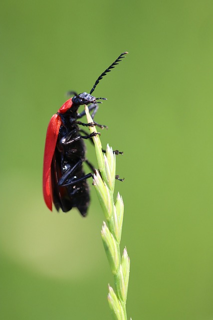 Free Fire-Coloured Beetle Beetle photo and picture