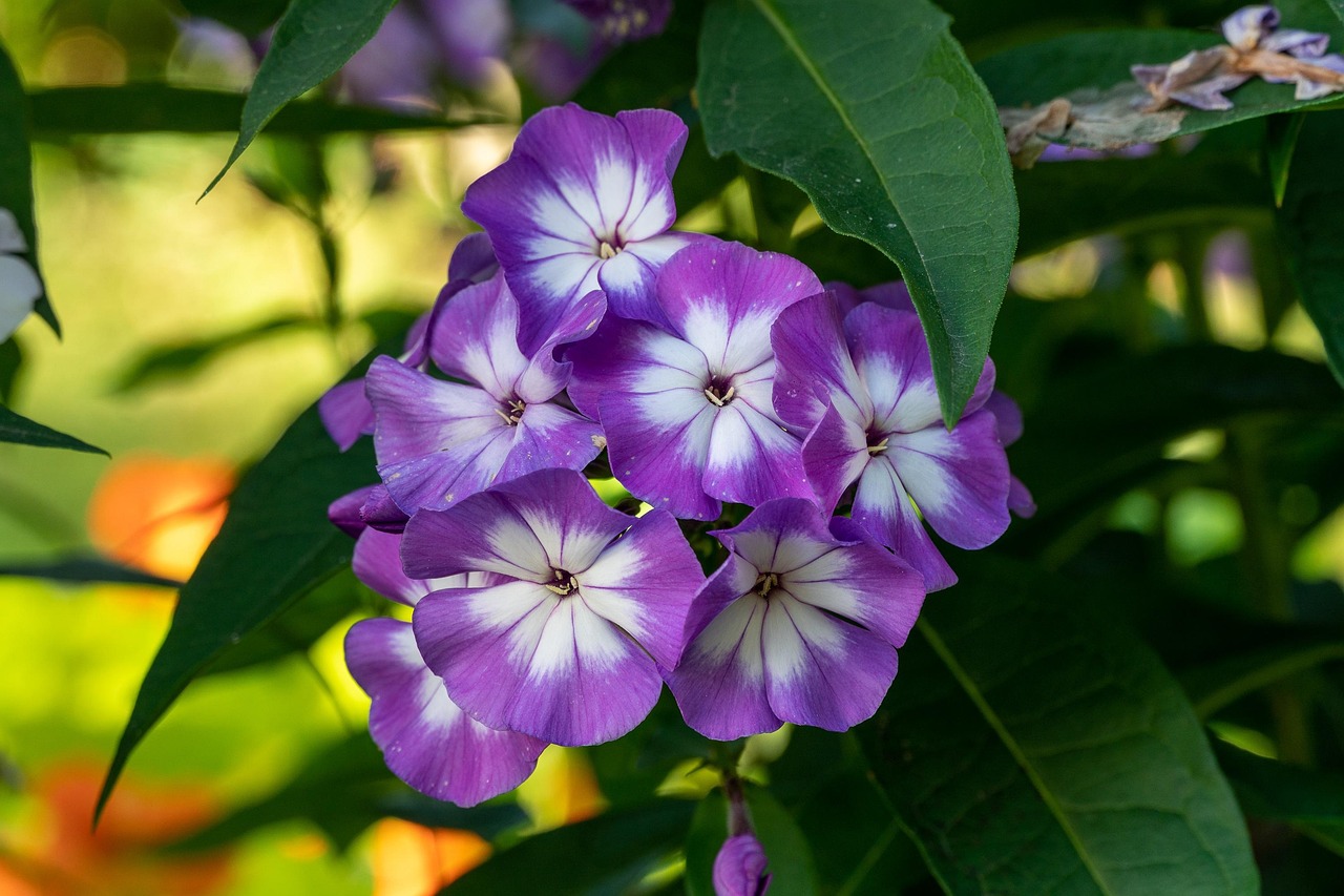 https://cdn.pixabay.com/photo/2022/05/15/18/27/phlox-7198734_1280.jpg