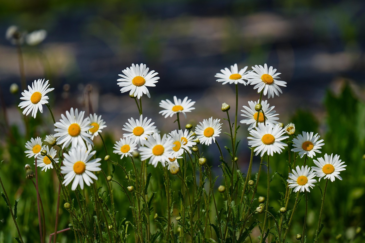 https://cdn.pixabay.com/photo/2022/05/15/19/59/daisies-7198905_1280.jpg