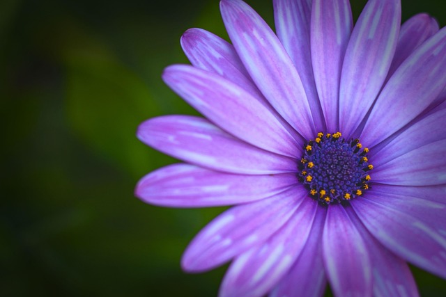 Free Flower Daisy photo and picture