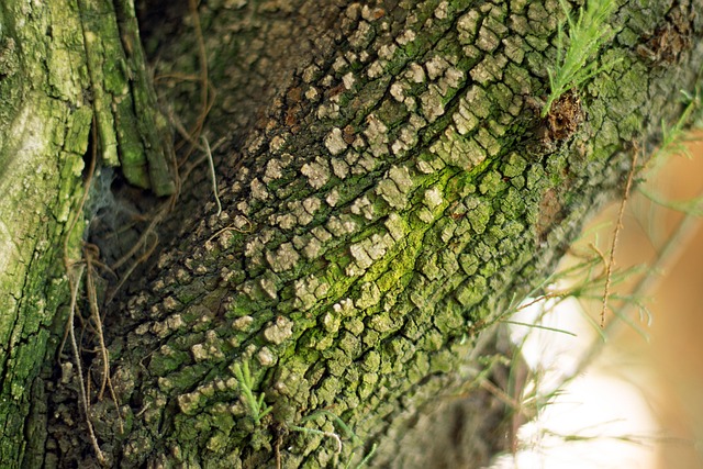 Free Tree Bark photo and picture