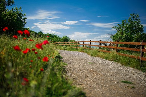 Free Path Flowers photo and picture