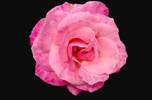 Free Flower Rose photo and picture