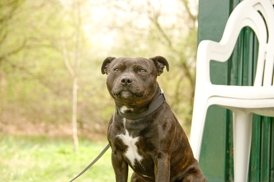 Staffordshire Bull Terrier Dog Free photo on Pixabay Pixabay