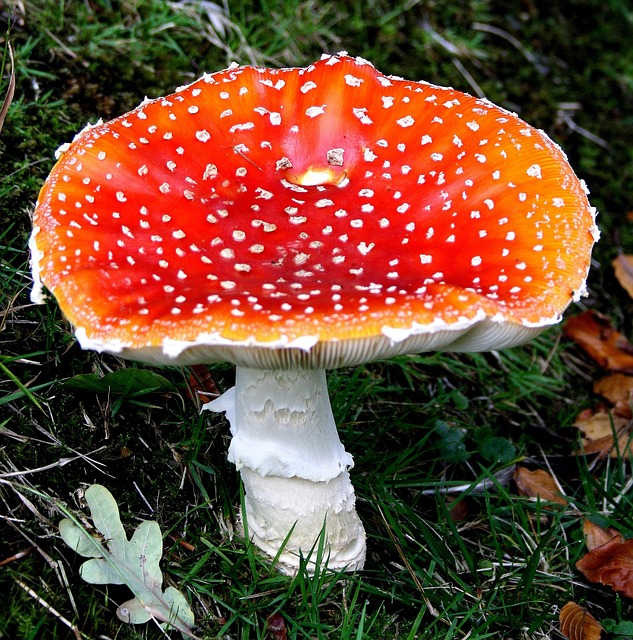 Muchotrávka, Huba, Huby, Les, Príroda