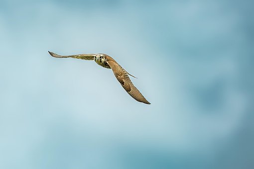 0以上の無料ハヤブサ 鳥画像