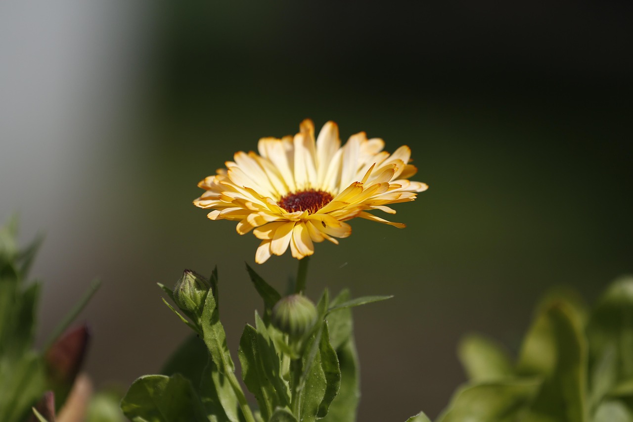 https://cdn.pixabay.com/photo/2022/05/16/09/06/flower-7199881_1280.jpg