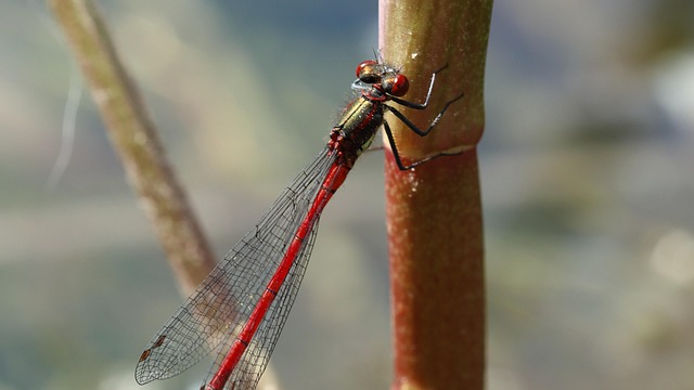 Large Red Damselfly, Libelle, Insekt