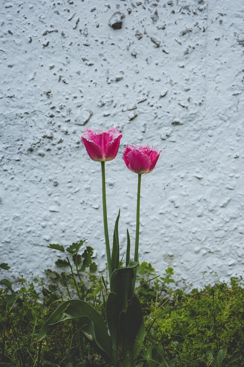 ดอกทิวลิป ดอกไม้ พืช - ภาพฟรีบน Pixabay - Pixabay