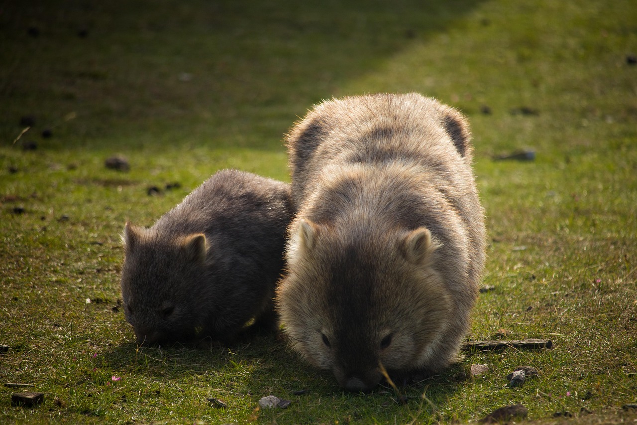 20 000 Free Baby Wombat Baby Images Pixabay 20 000 Free Baby Wombat Baby Images Pixabay