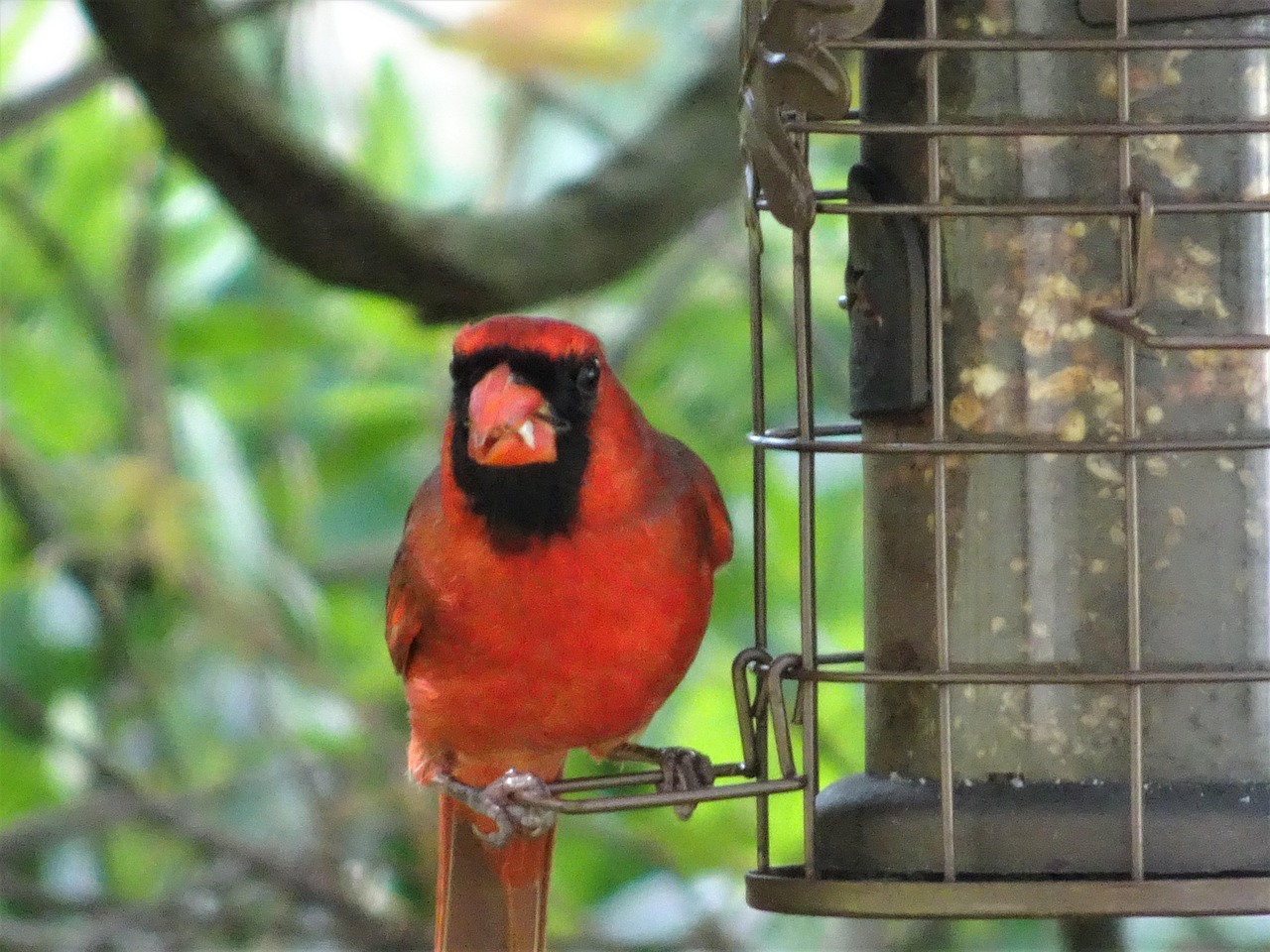 Oiseau Cardinal Rouge - Photo gratuite sur Pixabay - Pixabay