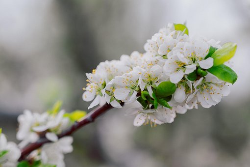 Blume, Blütenblätter, Blumentapete