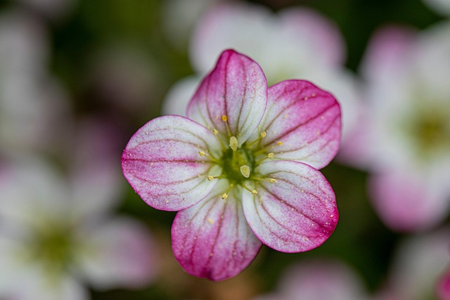 Free Pink Flower Flower photo and picture