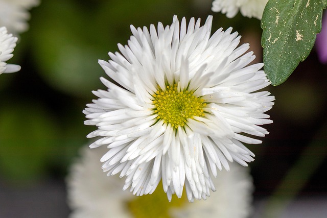 Free White Flower Blossom photo and picture