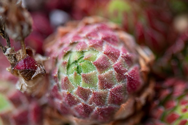 Free Flower Sempervivum photo and picture