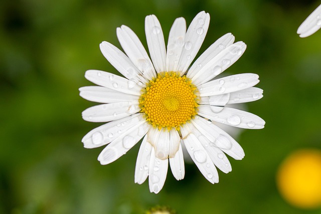 Free Flower Daisy photo and picture