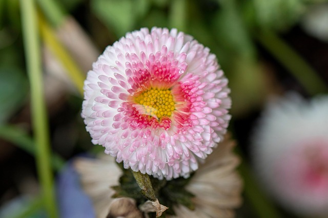 Free Flower Pink Flower photo and picture