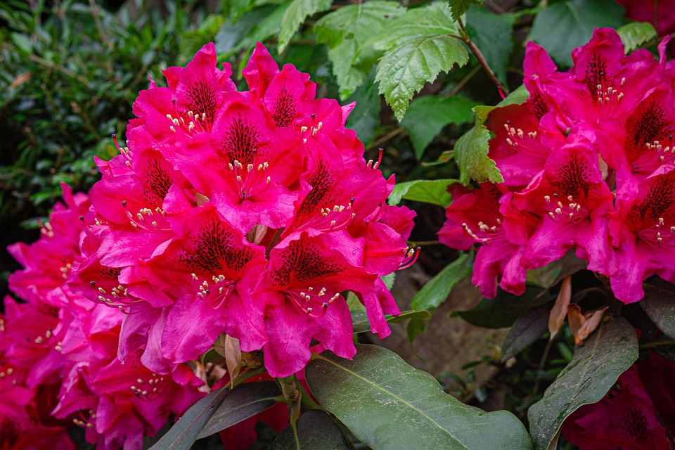 Rhododendron Fleurs Arbuste - Photo gratuite sur Pixabay - Pixabay