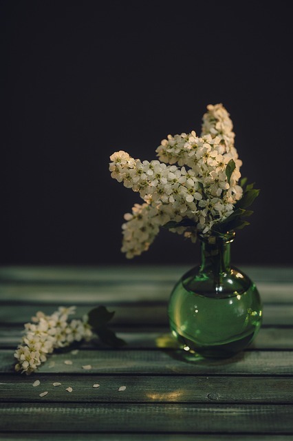 Blumen, Blütenblätter, Vogelkirsche
