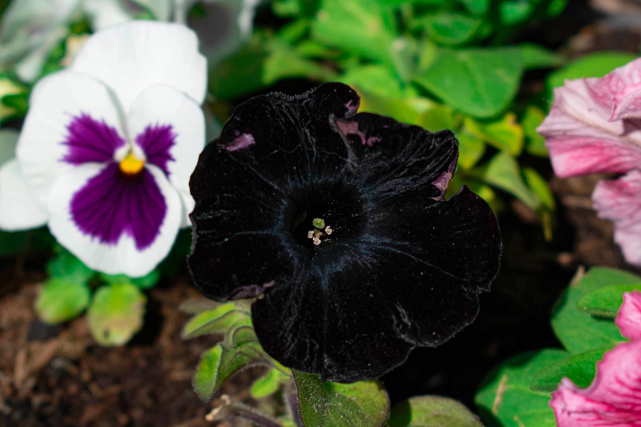 Petunia Black Flower - Free photo on Pixabay - Pixabay