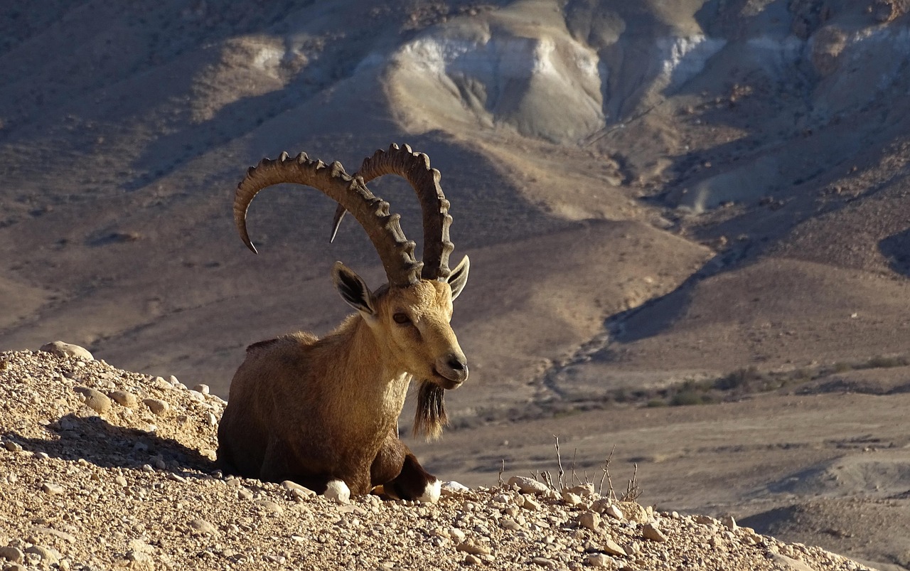 https://cdn.pixabay.com/photo/2022/05/16/16/06/nubian-ibex-7200670_1280.jpg