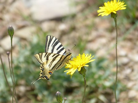 Schaarse Zwaluwstaart, Vlinder