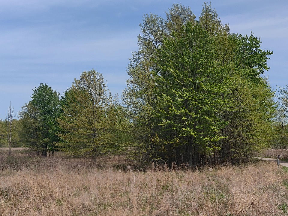 Nature Landscape Trees - Free photo on Pixabay