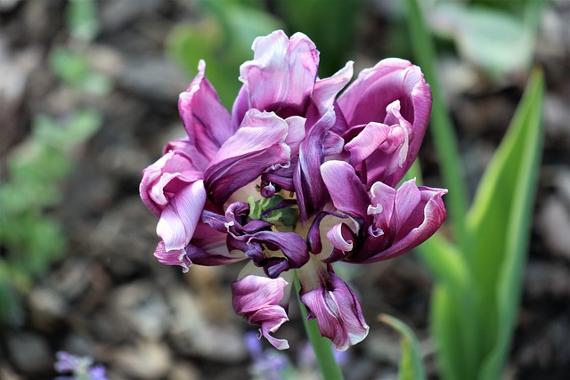 Tulipány, Kvety, Príroda, Nádherné Kvety