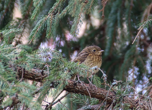 Robin, Vogel, Tier, Junge, Tierwelt
