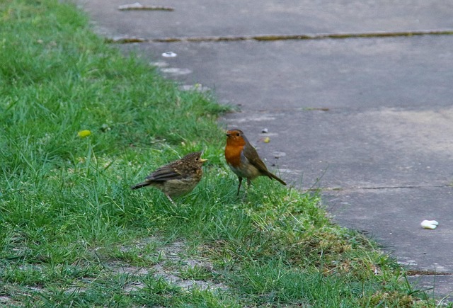 Robin, Vogel, Baby, Frühling, Jung, Grün