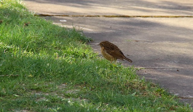 Robin, Junge, Vogel, Baby, Frühling