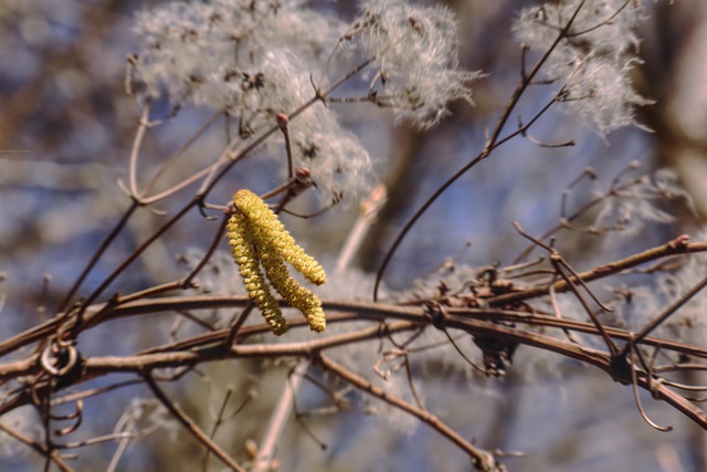 Free Hazelnut Nature photo and picture