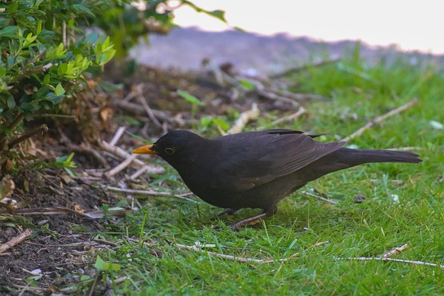 Amsel, Vogel, Mann, Männlich, Orange