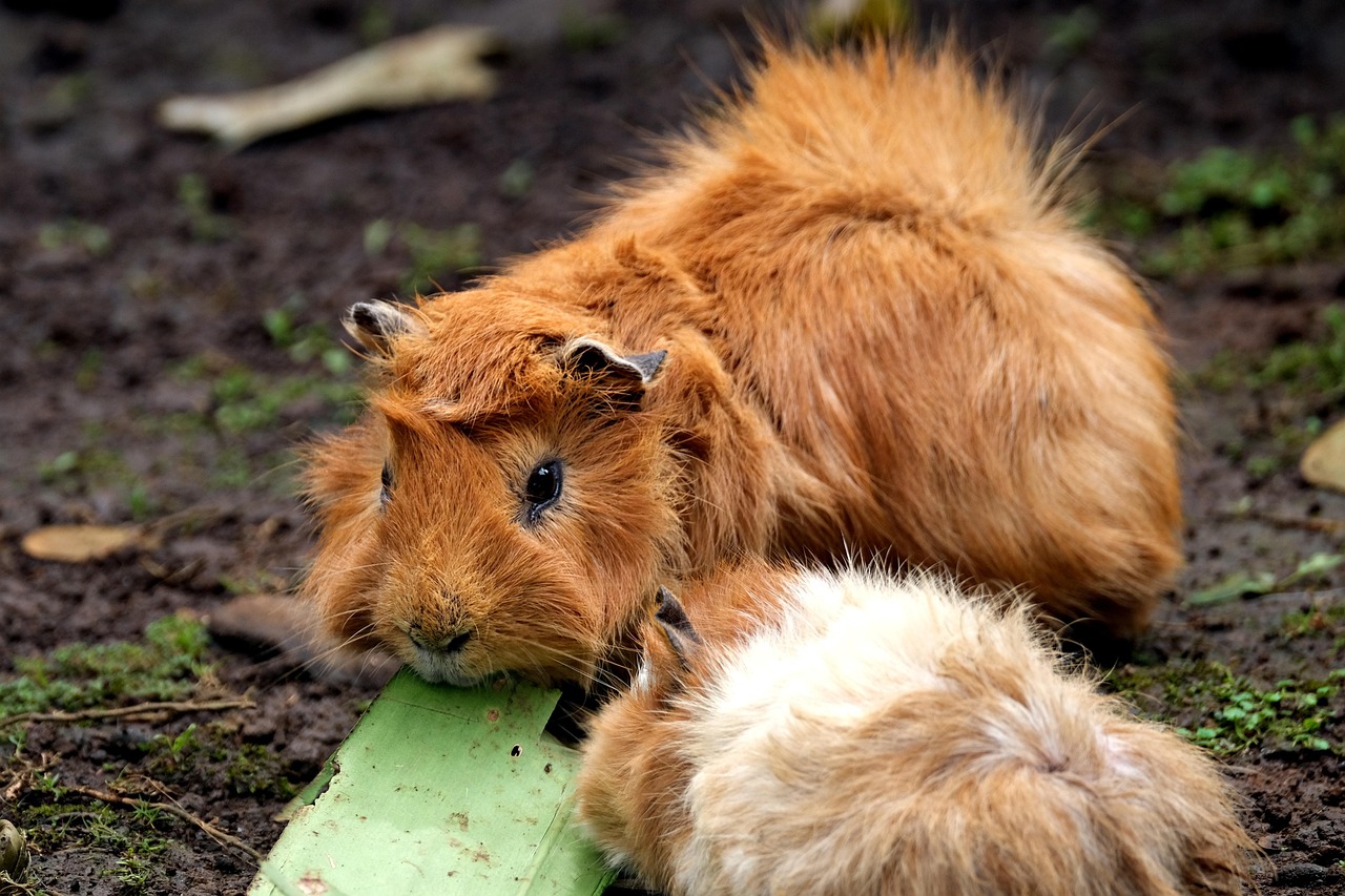 https://cdn.pixabay.com/photo/2022/05/16/22/48/rabbits-7201325_1280.jpg