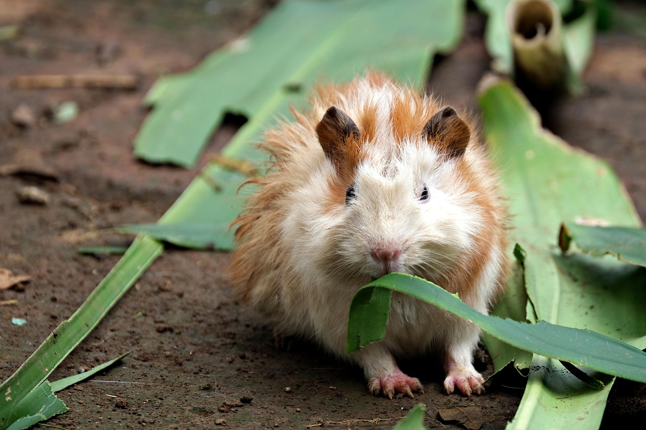https://cdn.pixabay.com/photo/2022/05/16/23/36/guinea-pig-7201377_1280.jpg