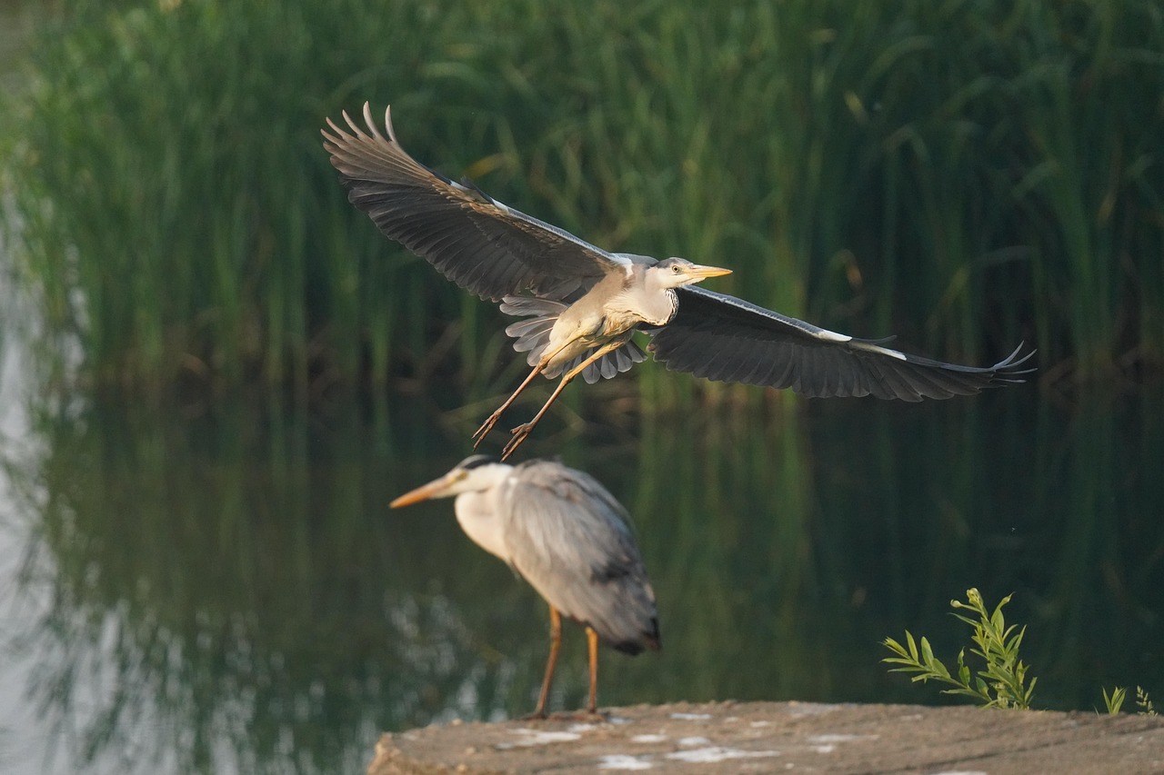 https://cdn.pixabay.com/photo/2022/05/17/03/52/birds-7201576_1280.jpg