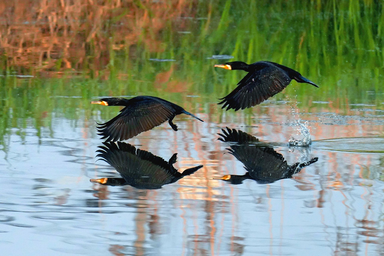 https://cdn.pixabay.com/photo/2022/05/17/03/52/birds-7201581_1280.jpg
