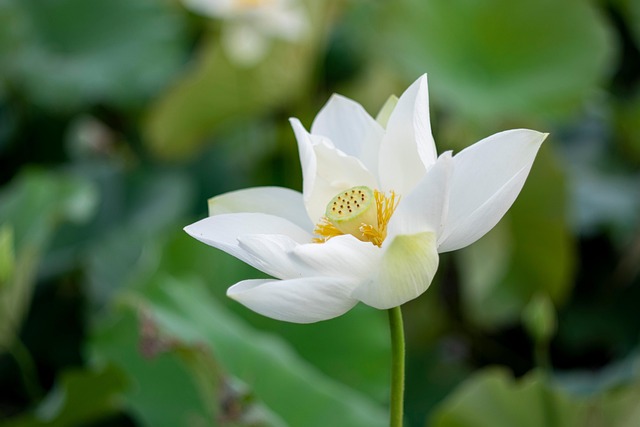Free Lotus Flower photo and picture