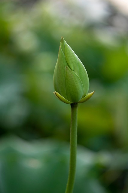 Free Flower Bud Lotus photo and picture