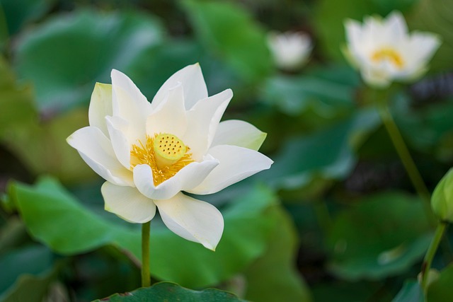 Free Lotus Flower Background photo and picture