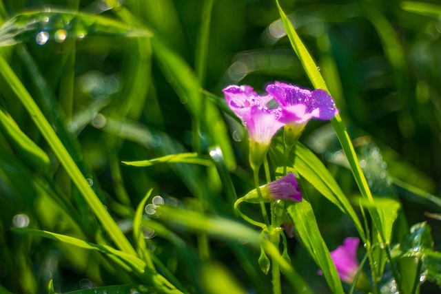 Free Flower Petals photo and picture