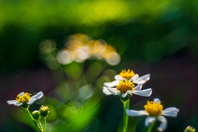 Free Flowers White Flowers photo and picture