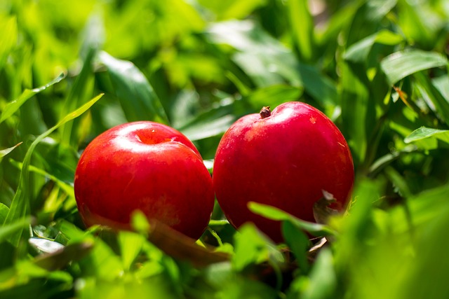 Free Plums Vietnam photo and picture