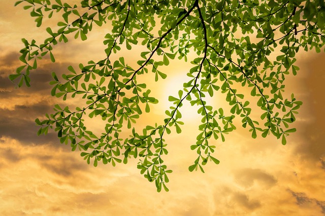Free Sunset Sky photo and picture