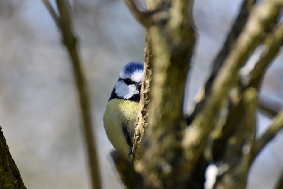 bird-7201679_960_720.jpg