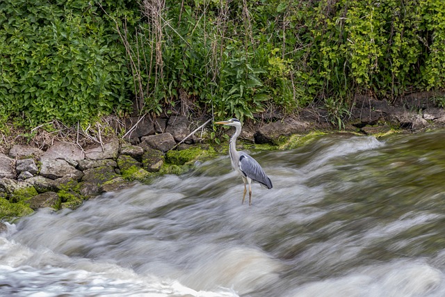 Free Grey Heron River photo and picture