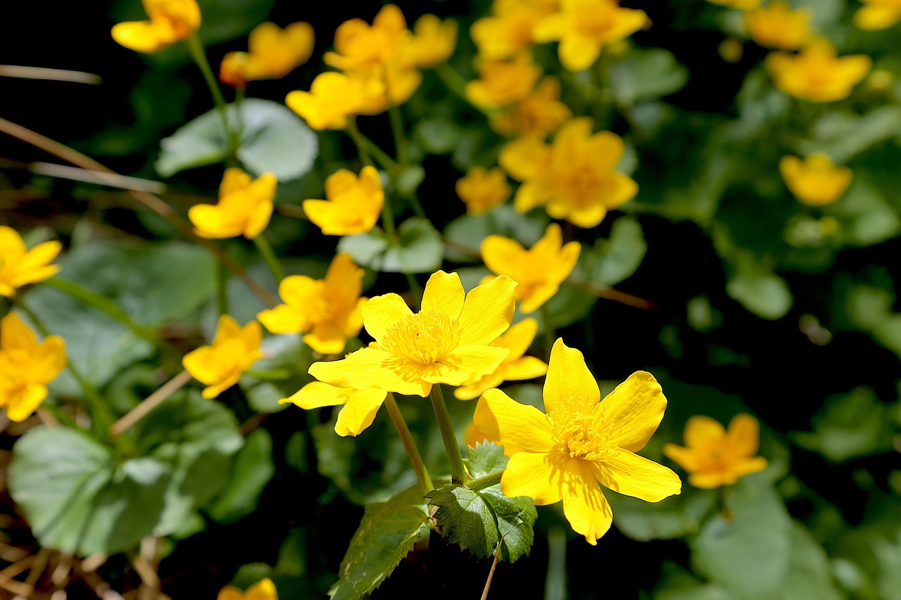 Flowers Marigolds Petals Free Photo On Pixabay Pixabay flowers-marigolds-petals-free-photo-on-pixabay-pixabay