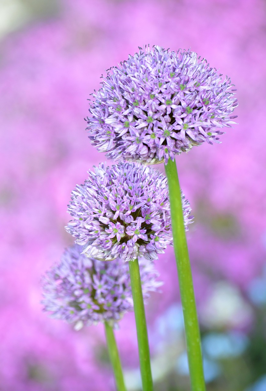 Leek Flower Plant Allium Free photo on Pixabay
