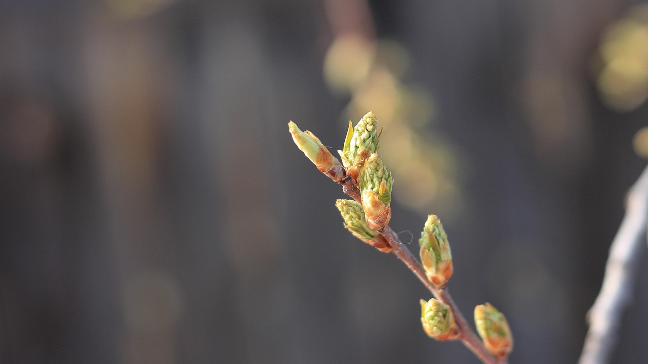 Tree Spring Bud Bird - Free photo on Pixabay - Pixabay