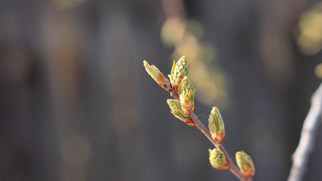 Tree Spring Bud Bird - Free photo on Pixabay - Pixabay